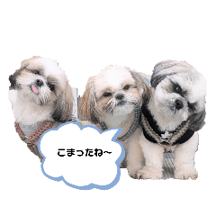 teru_20250312192749