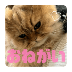 charm_20250312221321