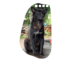 The black dog.01
