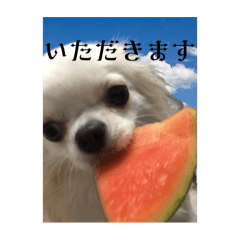 KOKO_20250313123139