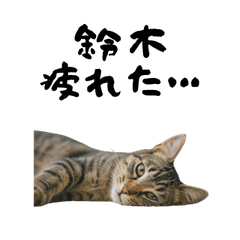 SUZUKI TIRED CAT