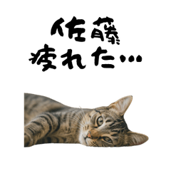 SATO TIRED CAT