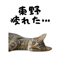 HIGASHINO TIRED CAT