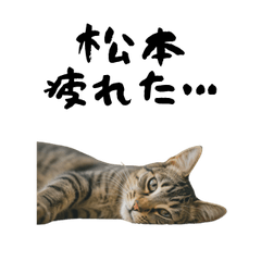 MATSUMOTO TIRED CAT