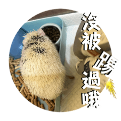 保啤&保沙