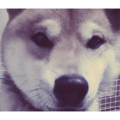 chiharu_20250312180510