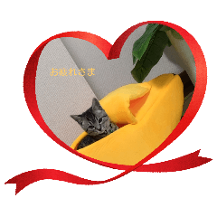 catFirst_20250313142242