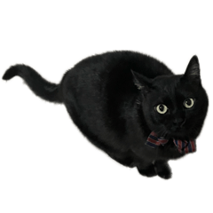 kawaii neko chan...