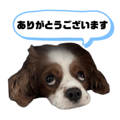 Cavalier Umi stamp
