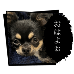 Mydog104