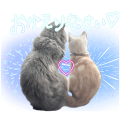 pipi_20250313180516