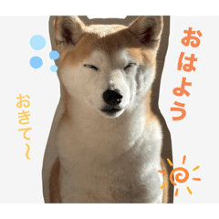 Yuki-chan, my pet