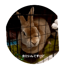 Mimi_20250313231204