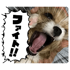 mochi_20250314095359