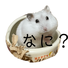 chiharu_20250313191550