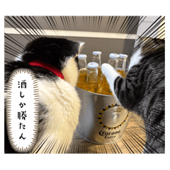 stk_20250313220142