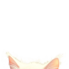 cat cat run