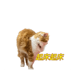 乖乖的喵星語
