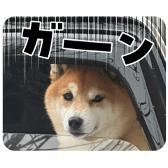 hachi_20250313214937