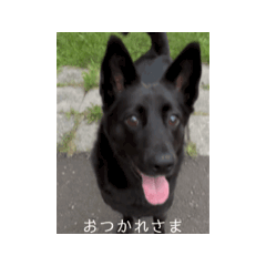 Run_20250314105613