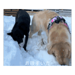 Run_20250314113338