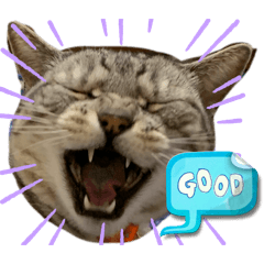 cat stamp (Siamese)