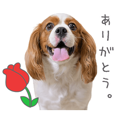 StampNo:5010