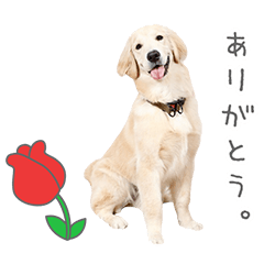 StampNo:5028