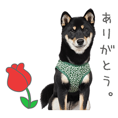 StampNo:5021