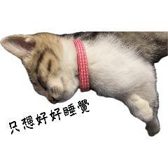 貓咪牙給的日常生活