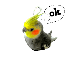 鳥的日常生活
