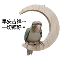 貓咪的鳥寶們