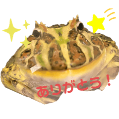My Frog  by tom