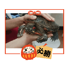 墜落鑽石烏龜