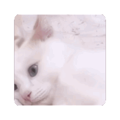 nekosan_20250314173243