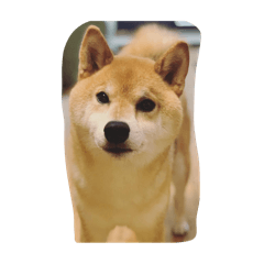 R_20250314184935