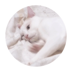nekosan_20250314152730