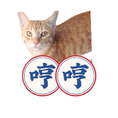 傻白橘喵
