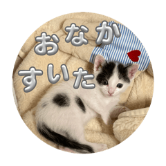 aki_20250314202619