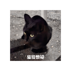 My Cat ٩(˙▿︎˙)۶