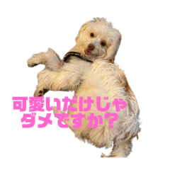 Roy_20250315021855