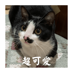 最可愛ㄉ胖咪2