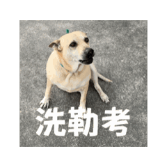 嘍小寶