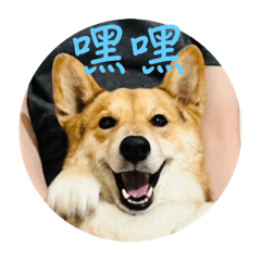仔仔憨憨萌日記