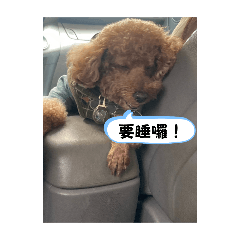 阿歪的日常