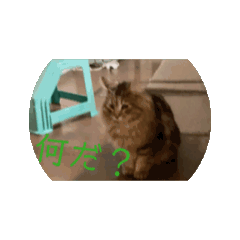 choco_20250315095730