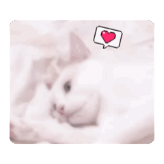 nekosan_20250315122712