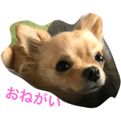 hana photo