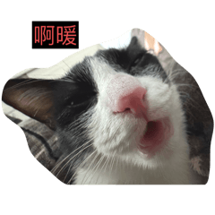 黑白咪咪