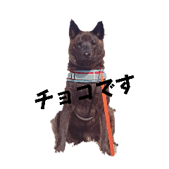 A Japanese dog, Kai-ken, named Choco
